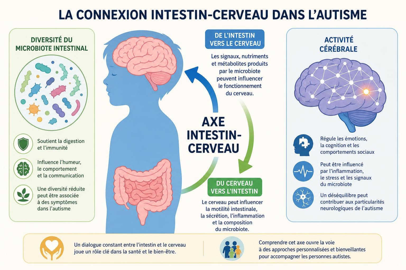 La connexion intestin–cerveau dans l’autisme: schéma montrant intestin et cerveau reliés, avec axé intestin-cerveau et flux entre intestin et cerveau, sur fonds gris et bleu.